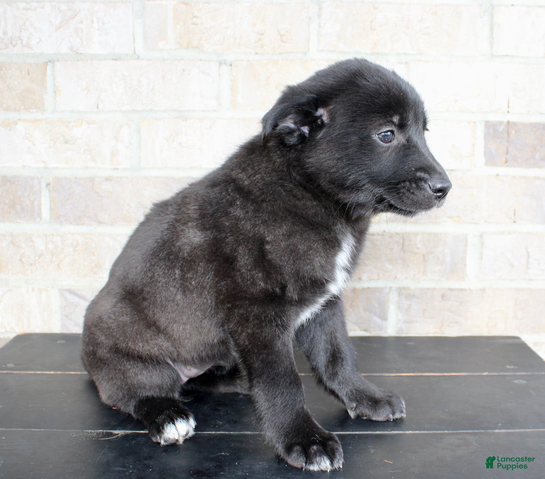 Mixed Breed dogs for sale: Sara - Ad 5
