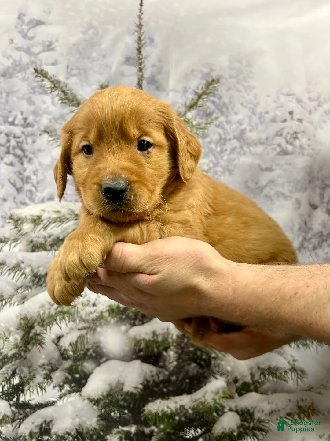 Golden Retriever dogs for sale: Prince  - Ad 3