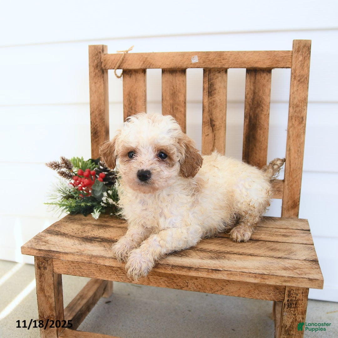 Miniature Poodle dogs for sale: Ava  - Ad 2