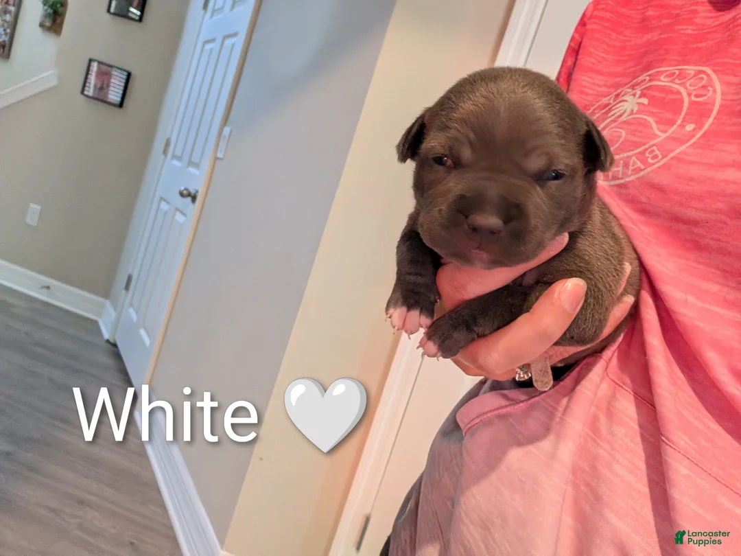 American Bully dogs for sale: American Bully 5 - Ad 2