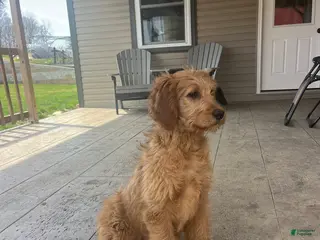 Goldendoodle dogs for sale: Sandy - Ad 1