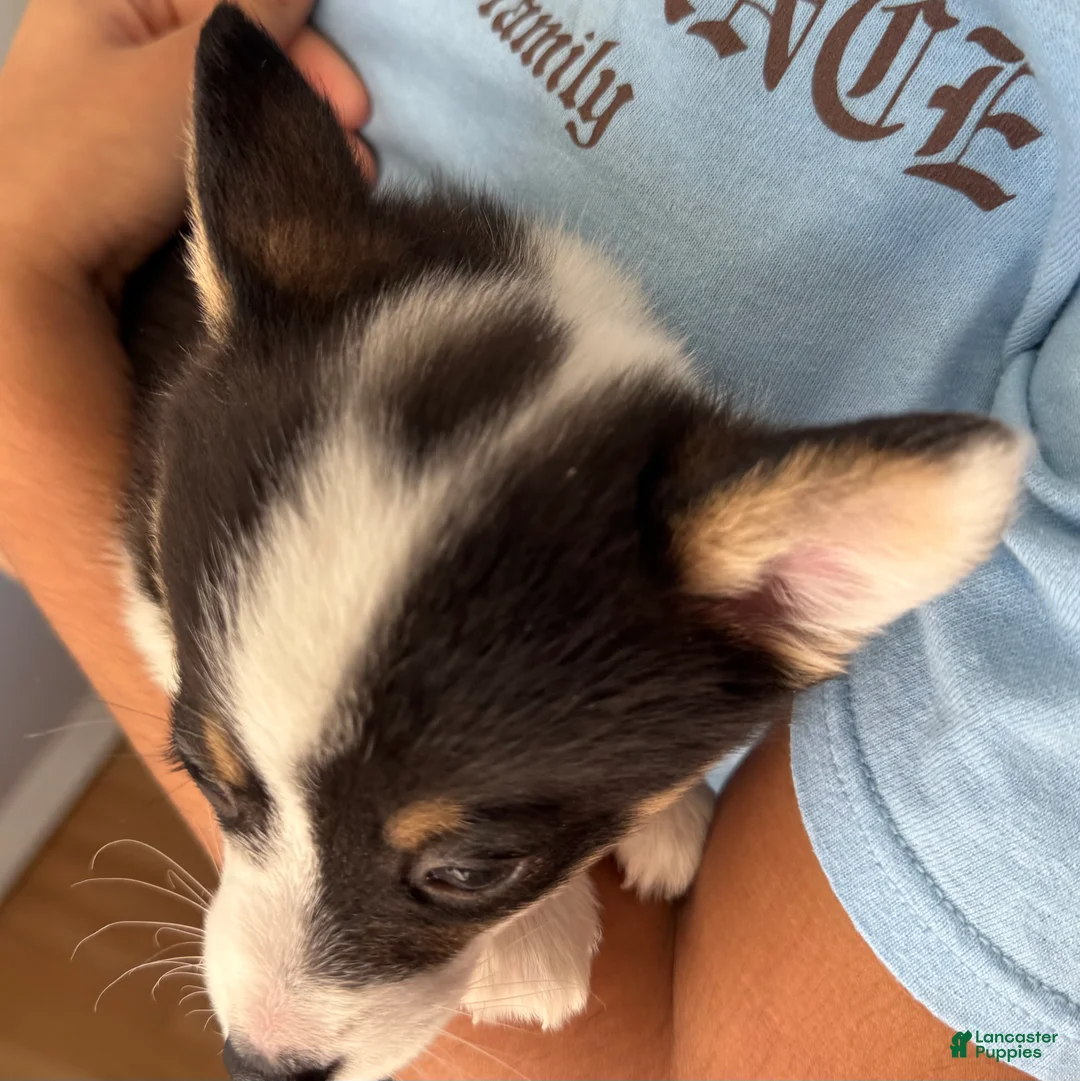 Welsh Corgi Pembroke dogs for sale: Scarlett - Ad 2
