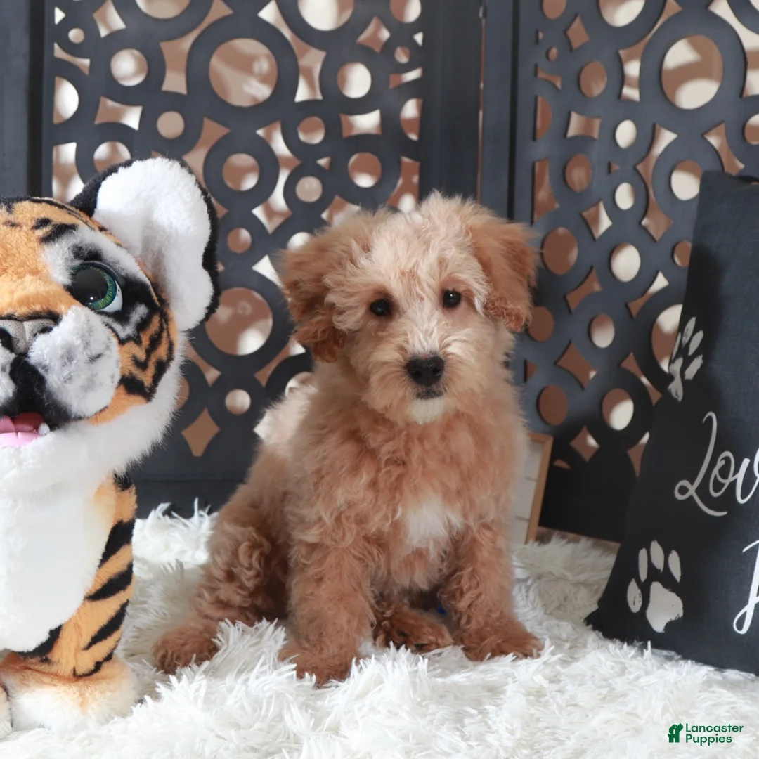 Maltipoo dogs for sale: Maltipoo Puppy Damian - Ad 3