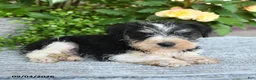 Miniature Schnauzer dogs for sale: Shane - Ad 5