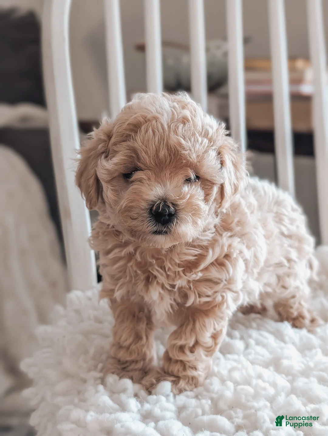 Maltipoo dogs for sale: Jenna - Ad 3