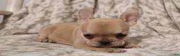 French Bulldog dogs for sale: Lily - Ad 8