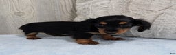 Miniature Dachshund dogs for sale: Mason - Ad 5