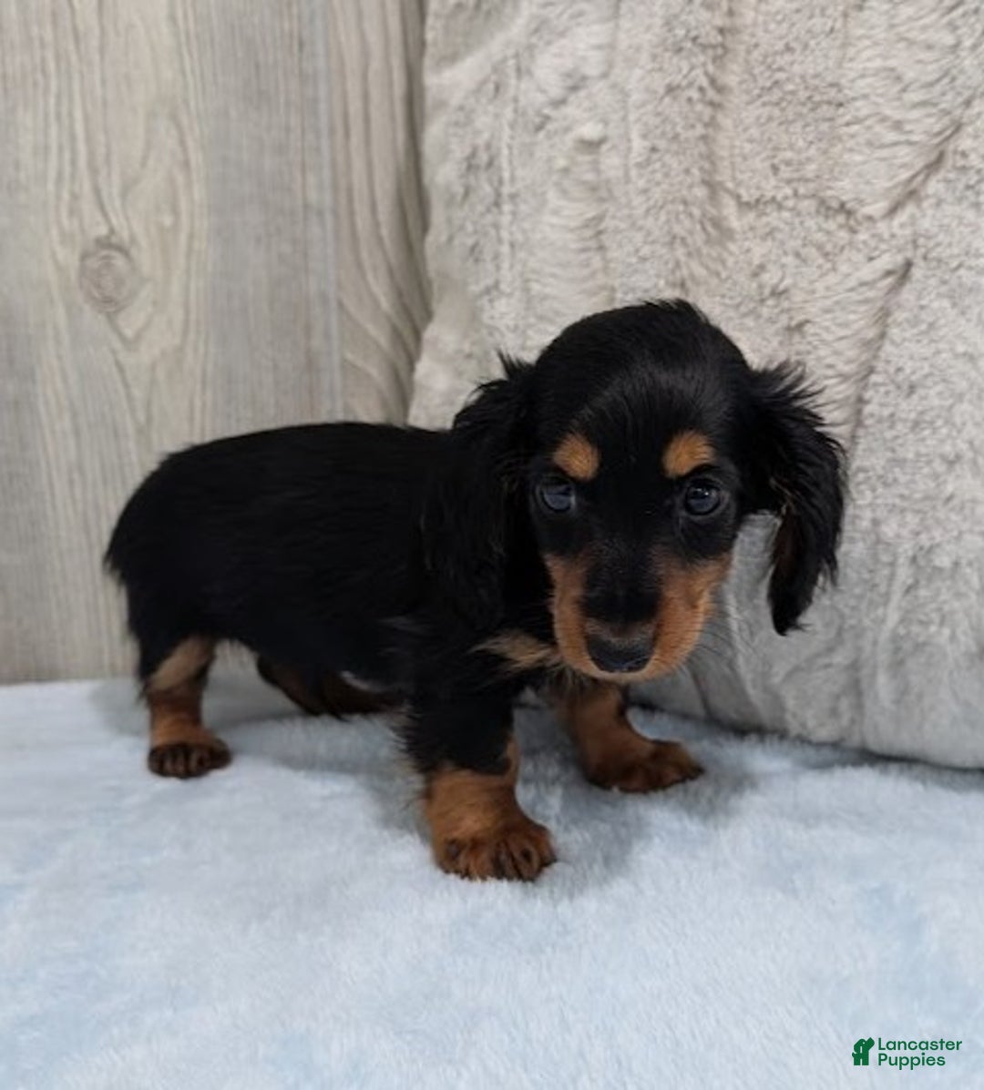 Miniature Dachshund dogs for sale: Mason - Ad 5