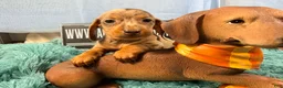 Miniature Dachshund dogs for sale: Champion bred import smooth dapple - Ad 5