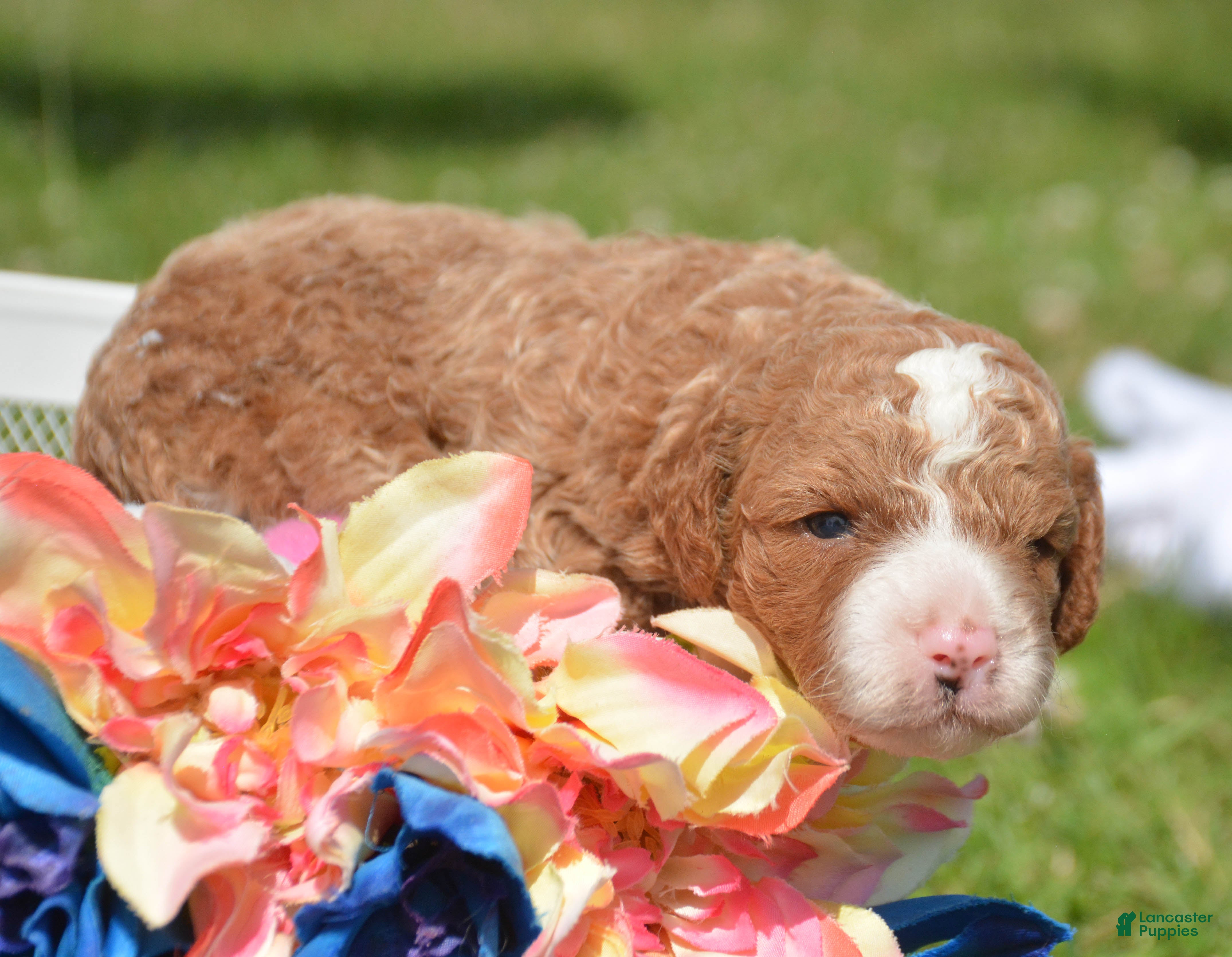 Mini Goldendoodle dogs Duce Mini Goldendoodle 1 - Ad 1