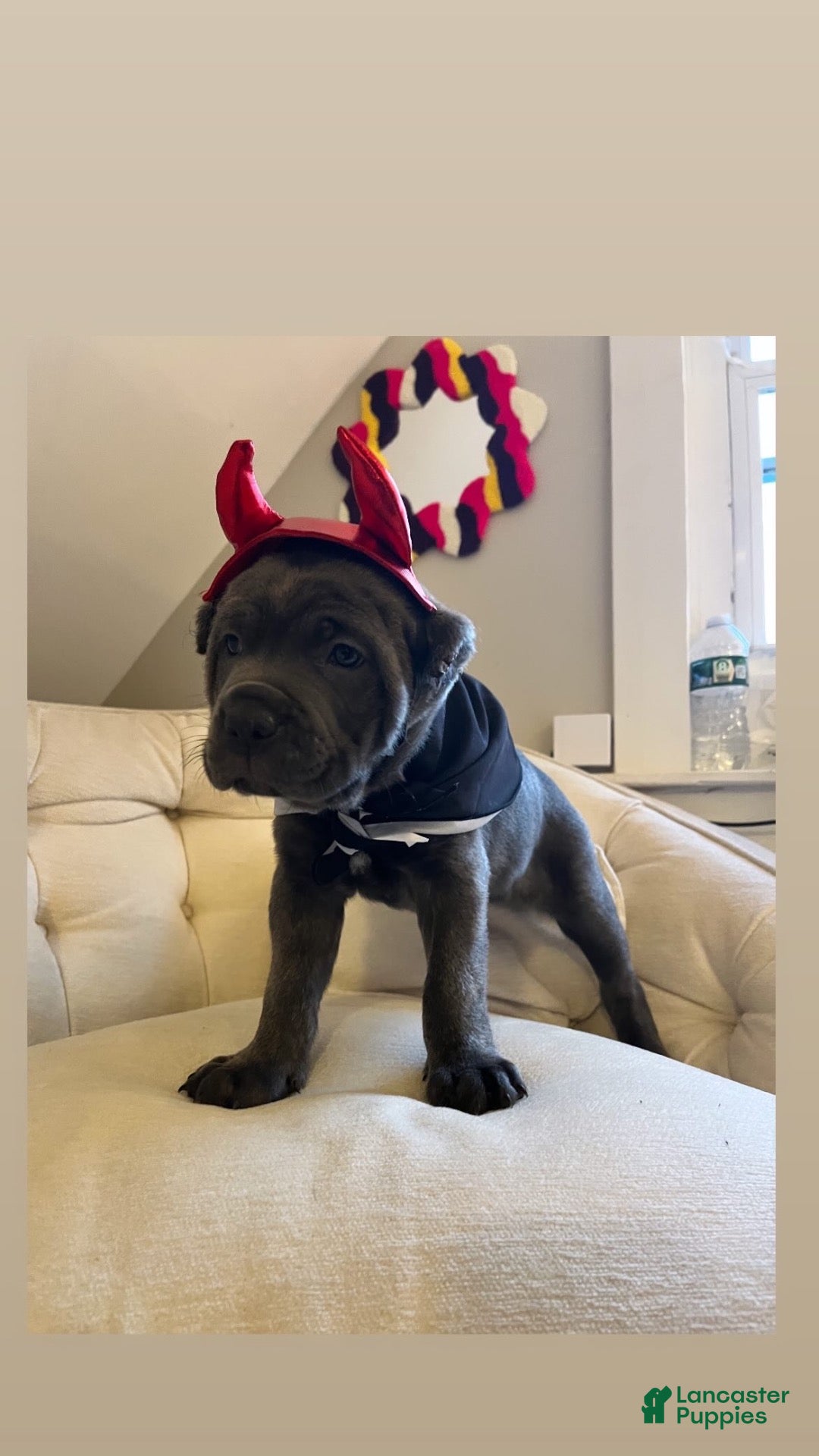 Cane Corso dogs Cane Corso 1 - Ad 1