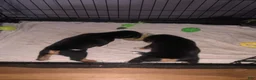 Beagle dogs for sale: Striker - Ad 4