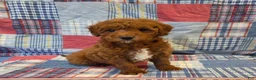 Mini Goldendoodle dogs for sale: Rusty  - Ad 4