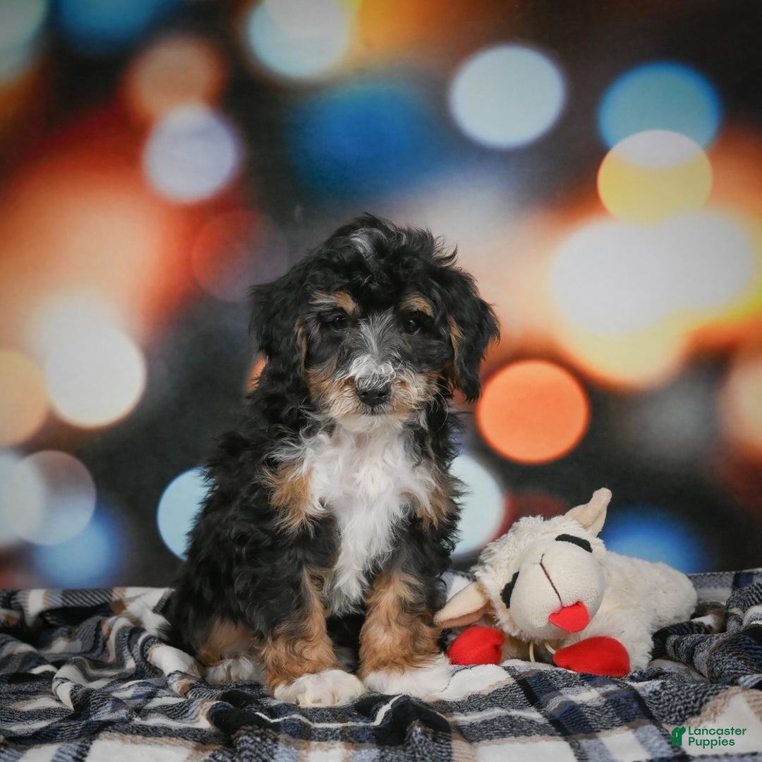 Mini Bernedoodle dogs for sale: Mia - Ad 3