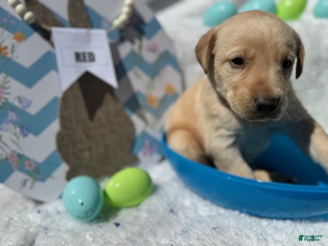 Labrador Retriever dogs for sale: Red Collar Male - Ad 1