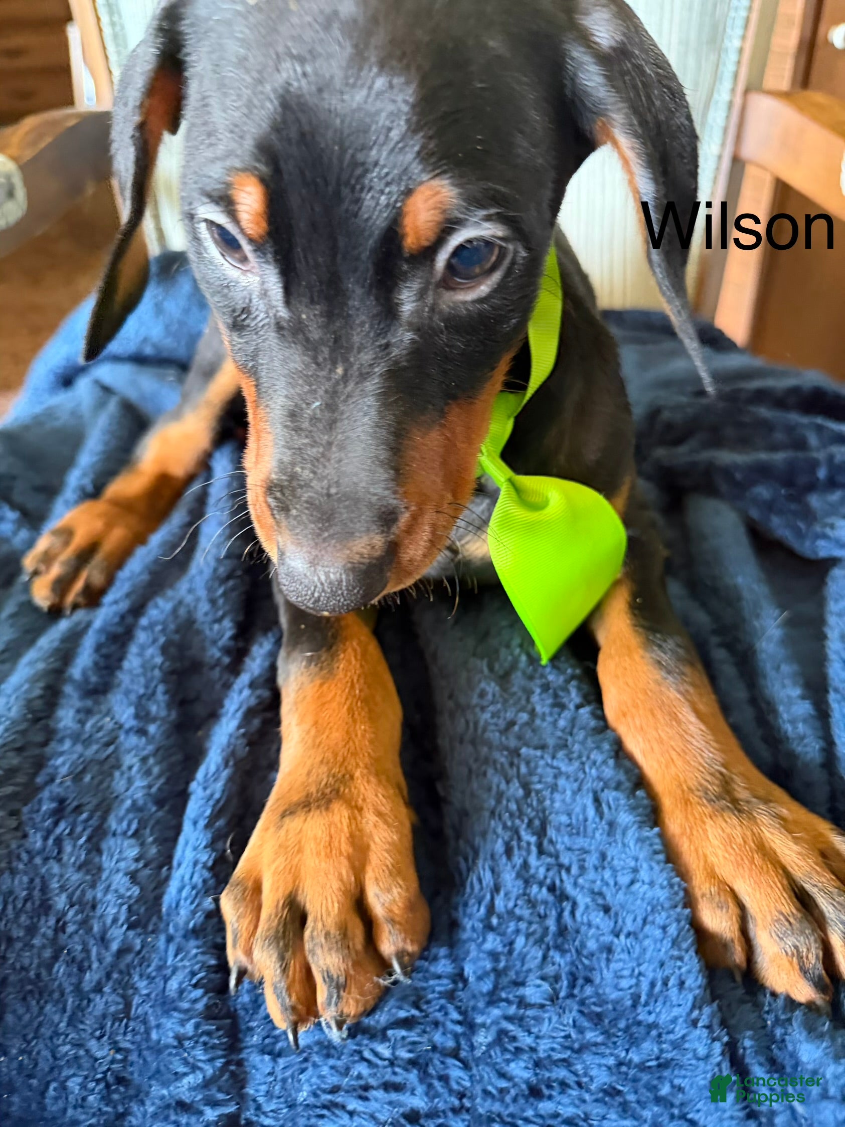 Doberman Pinscher dogs Doberman Pinscher 3 - Ad 2