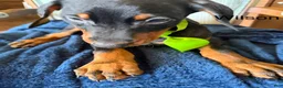Doberman Pinscher dogs for sale: Doberman Pinscher 3 - Ad 2