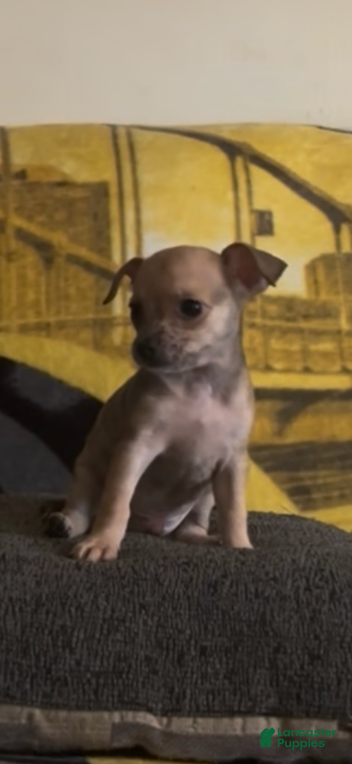Chiweenie dogs Fireball - Ad 2
