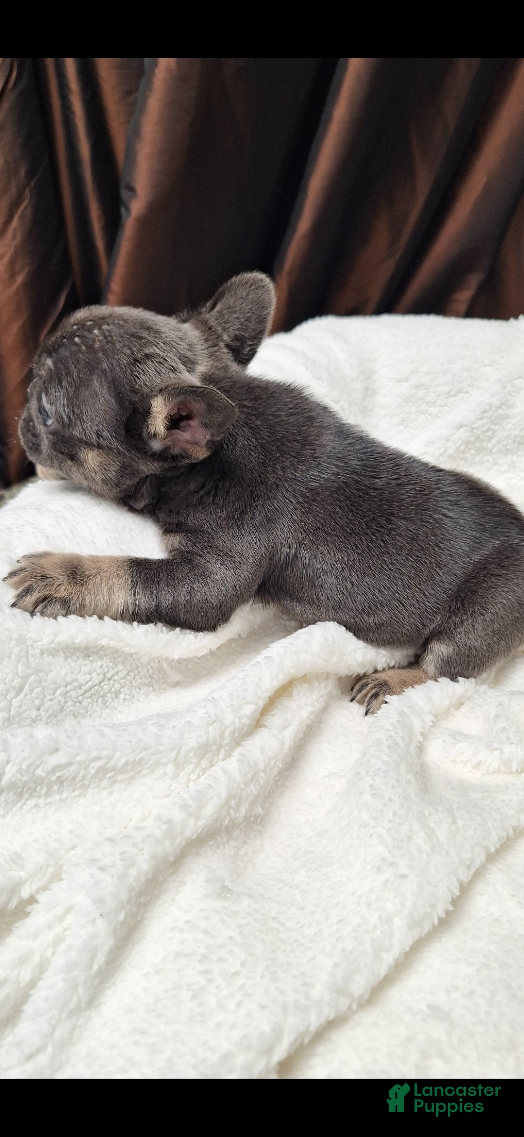 French Bulldog dogs Ms little  - Ad 8