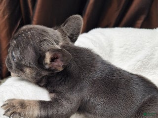 French Bulldog dogs Ms little - Ad 23