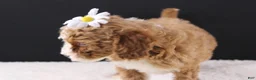 Mini Goldendoodle dogs for sale: Paislee - Ad 3