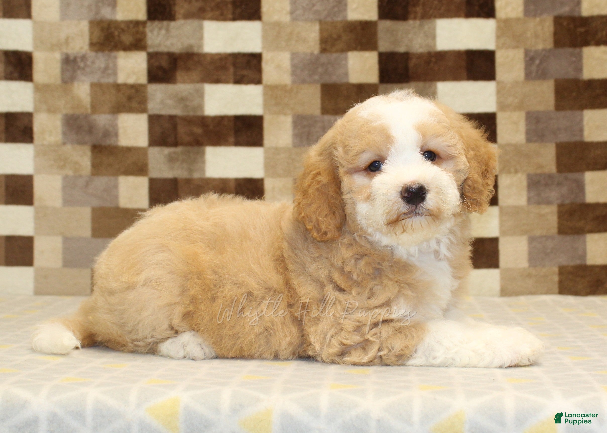 Mini Bernedoodle dogs Honey - Ad 2
