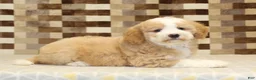 Mini Bernedoodle dogs for sale: Honey - Ad 2