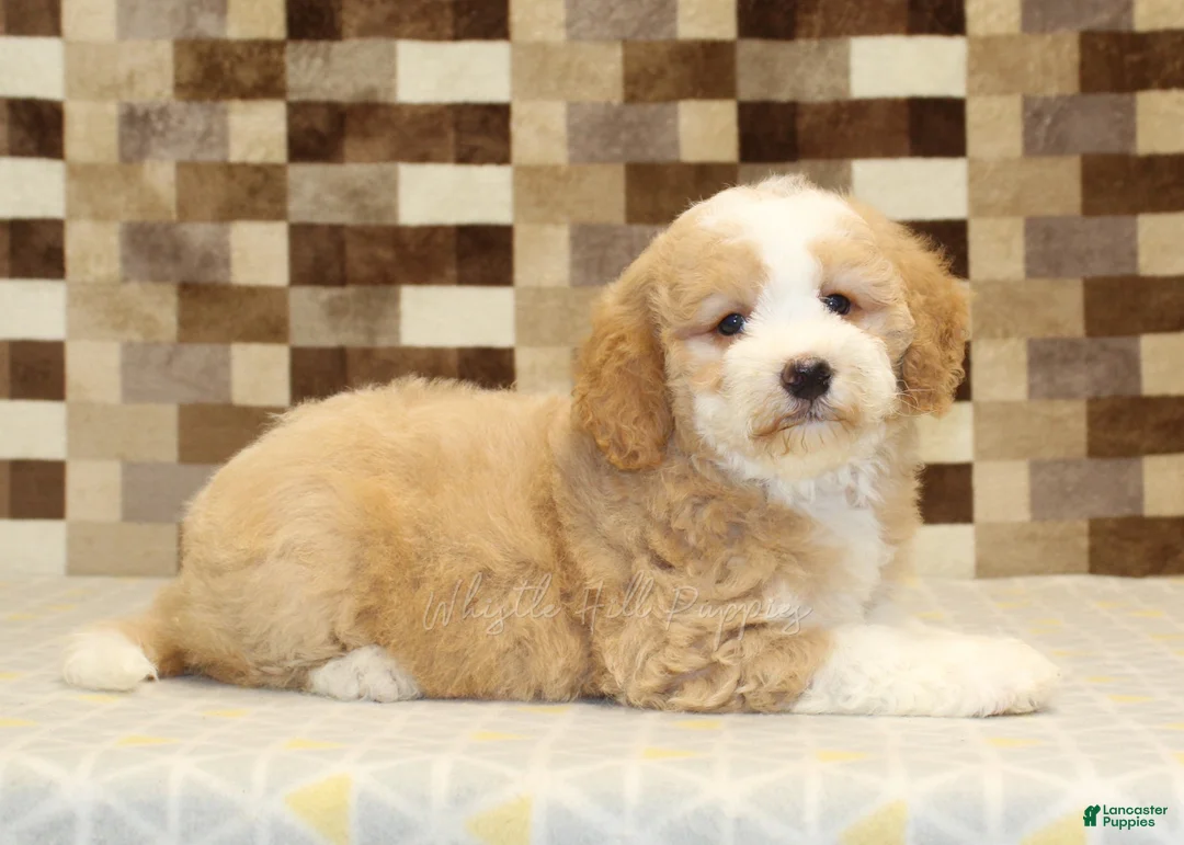Mini Bernedoodle dogs for sale: Honey - Ad 2
