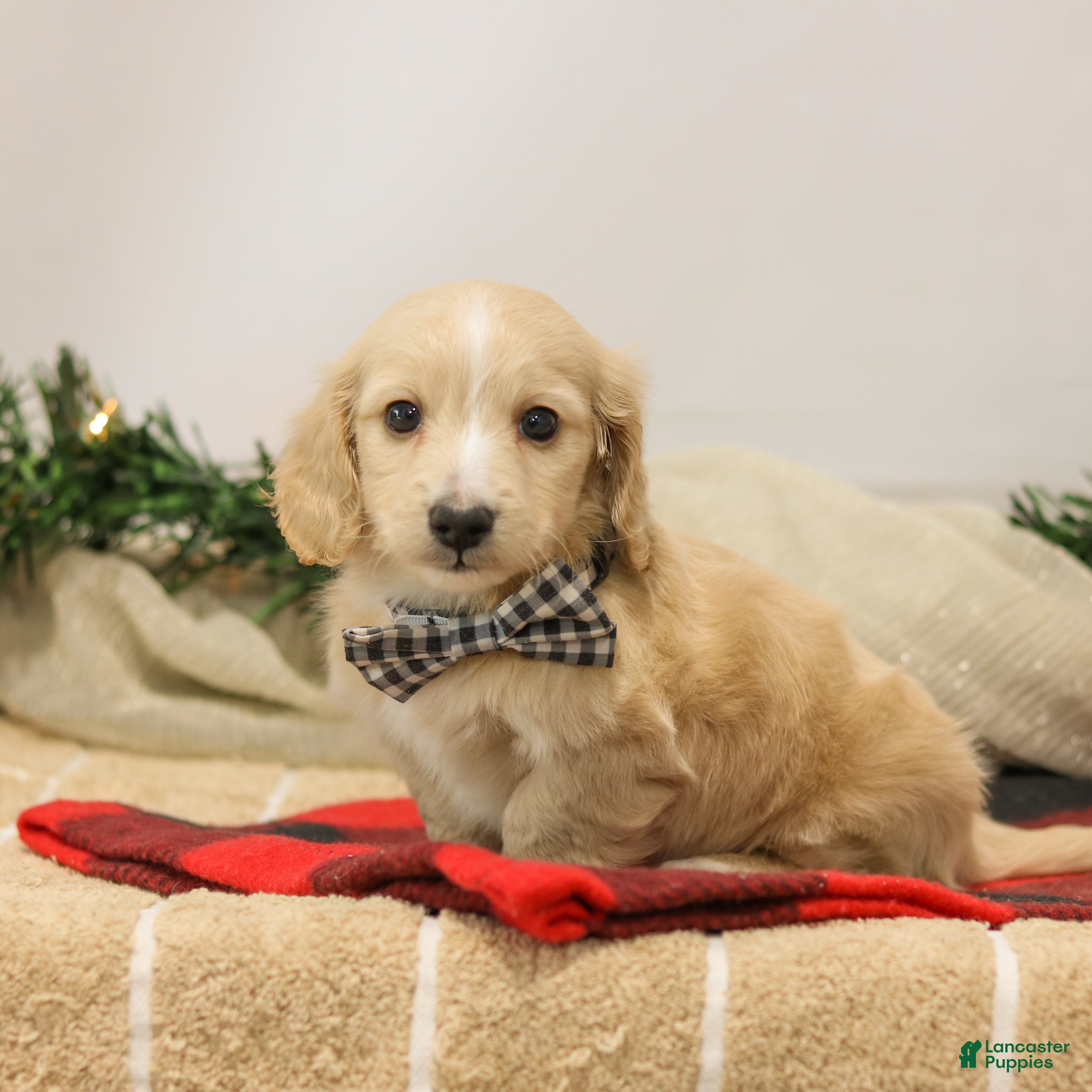 Miniature Dachshund dogs Nixon - Ad 3