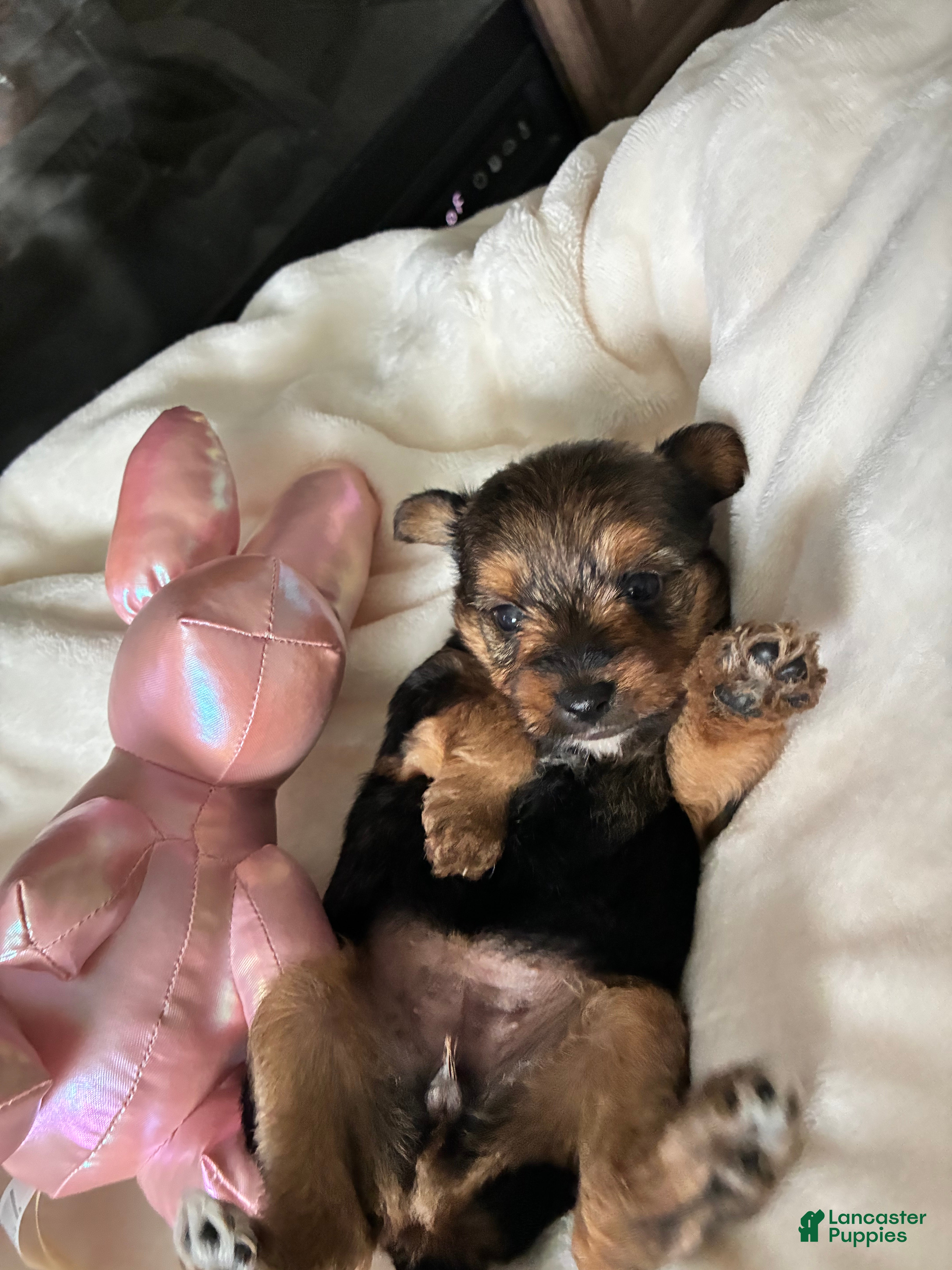 Mixed Breed dogs Sweetie - Ad 1