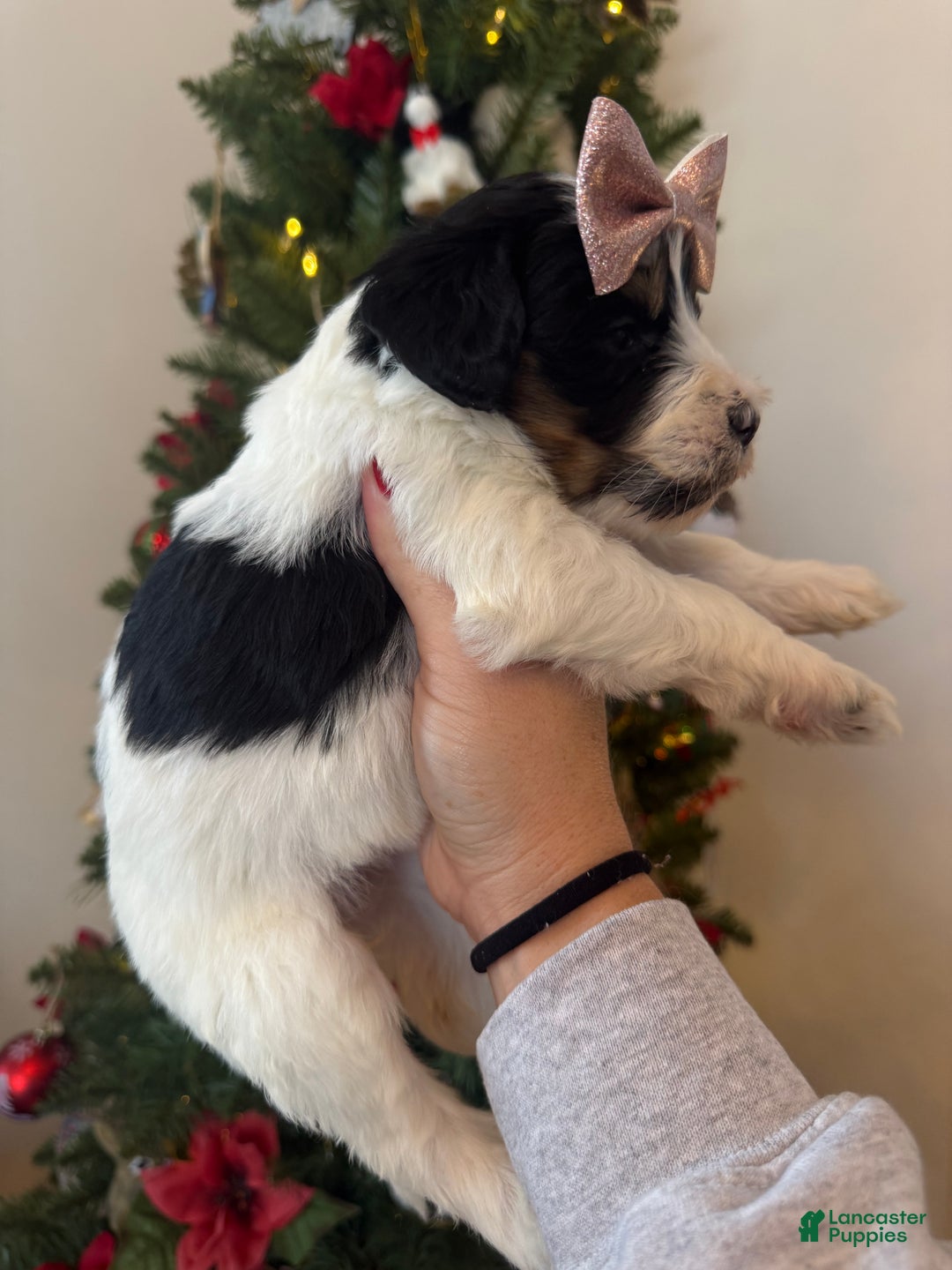 Mixed Breed dogs for sale: Francesca - Ad 7