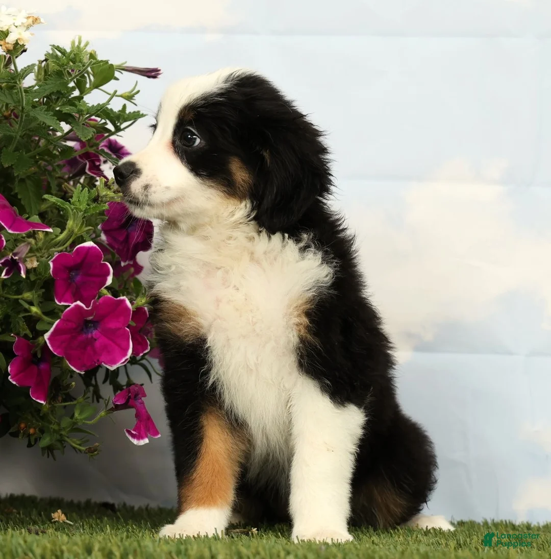 Australian Shepherd dogs for sale: Misty - Ad 2