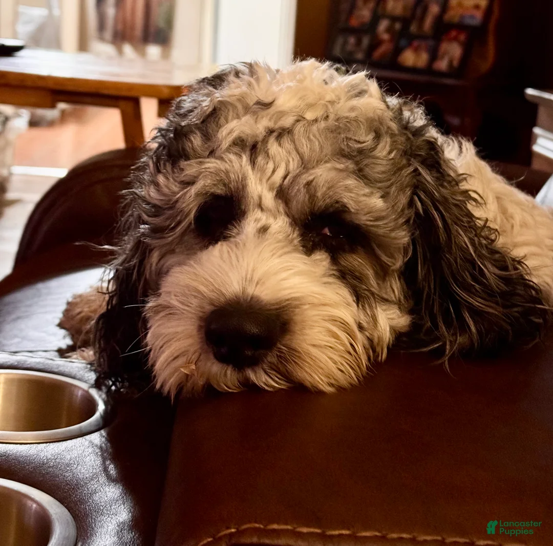 Cockapoo dogs for sale: Cockapoo Puppy 1 - Ad 3