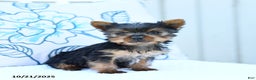 Yorkshire Terrier dogs for sale: Jeana - Ad 4
