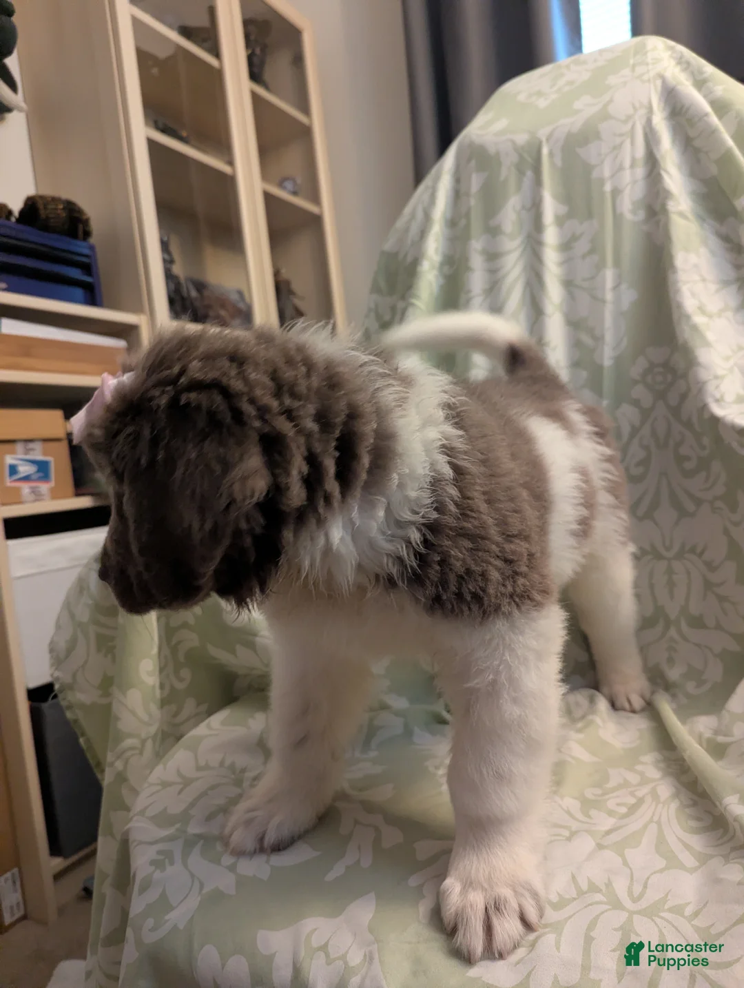 Newfoundland dogs for sale: Sasquatch - Ad 2