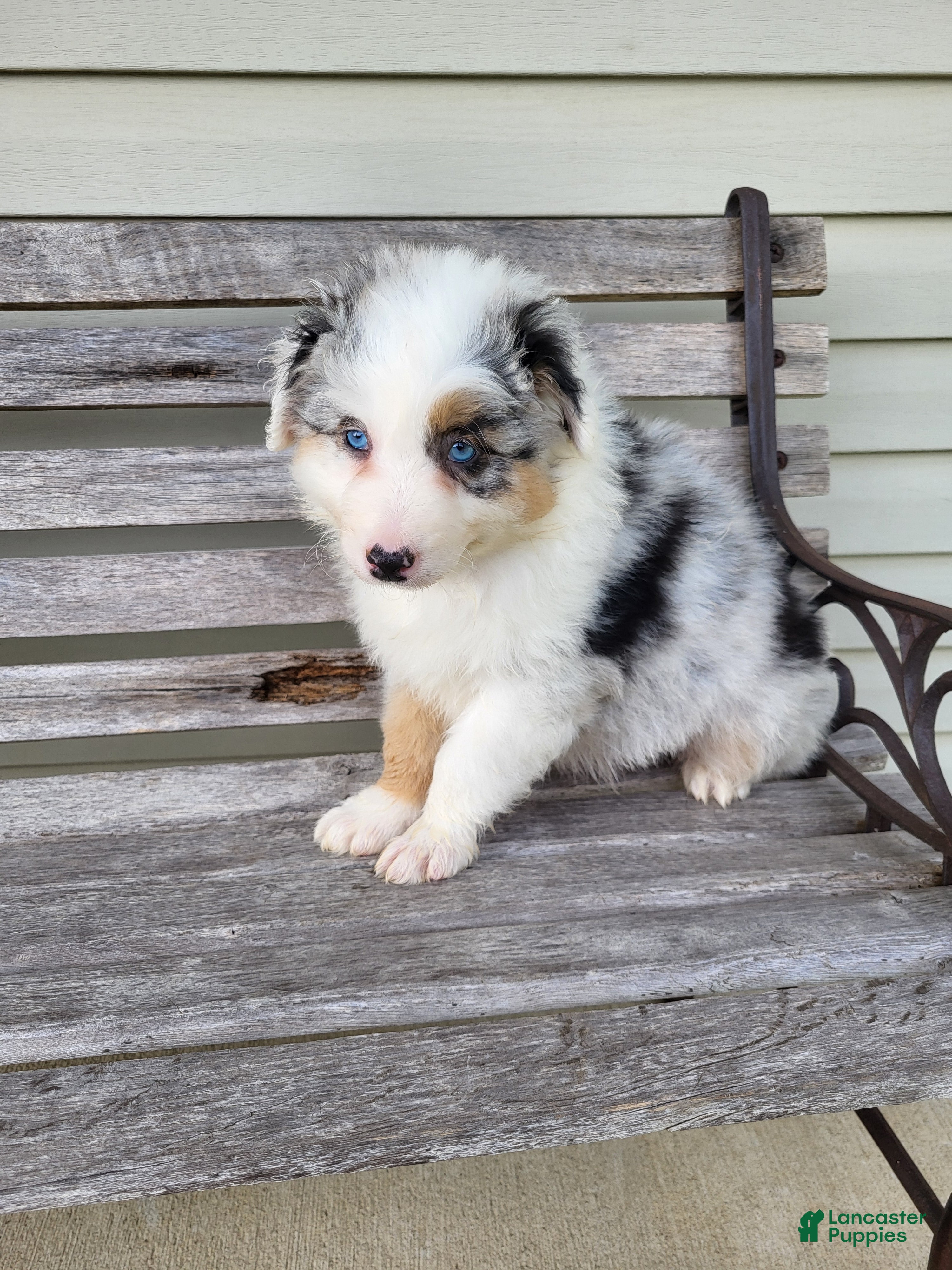 Australian Shepherd dogs Sadie  - Ad 2