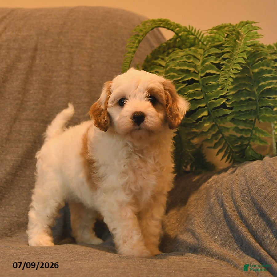 Cavapoo dogs Hershey - Ad 1