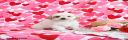 Shorkie dogs for sale: Cutie - Ad 1