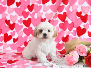 Shorkie dogs Cutie - Ad 2