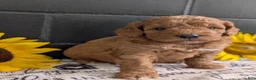 Mini Goldendoodle dogs for sale: Mini -Bo - Ad 4