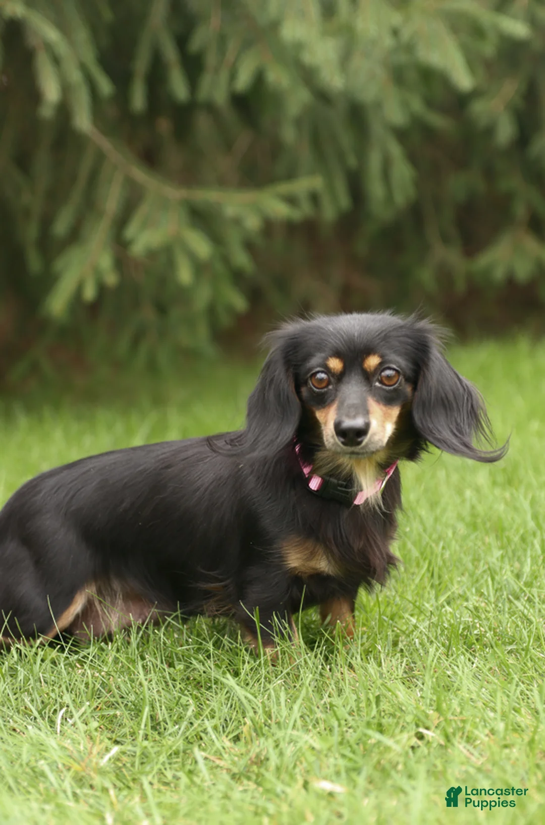 Miniature Dachshund dogs for sale: Sunburst  - Ad 4