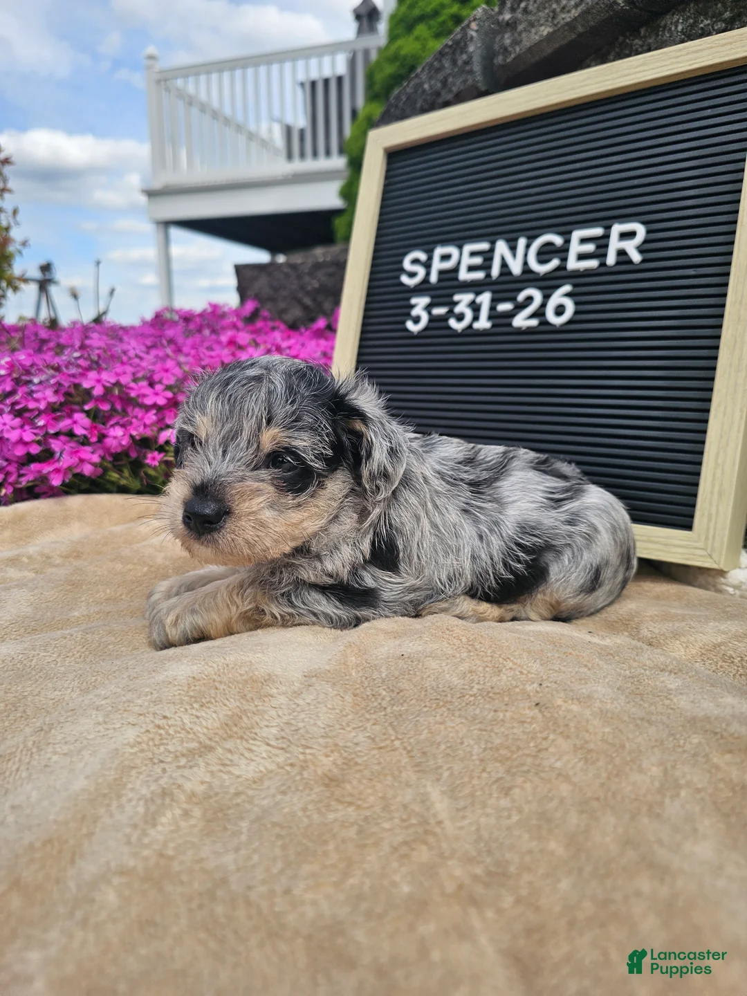 Miniature Schnauzer dogs for sale: Spencer - Ad 8