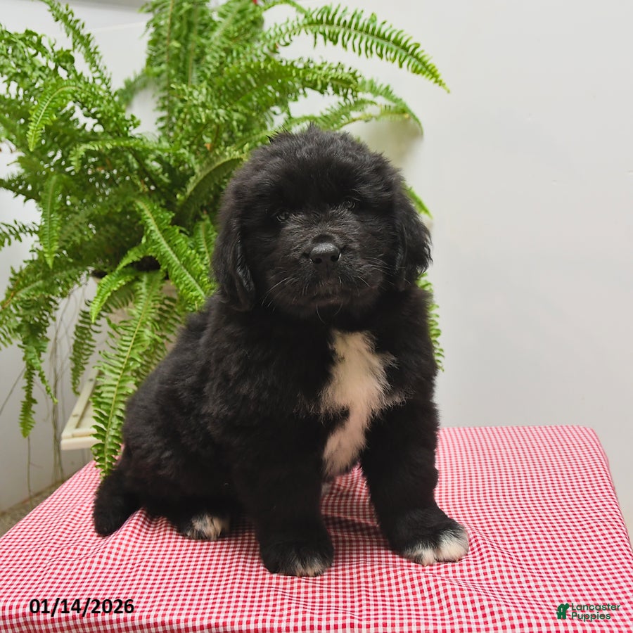 Newfoundland dogs Roger - Ad 27