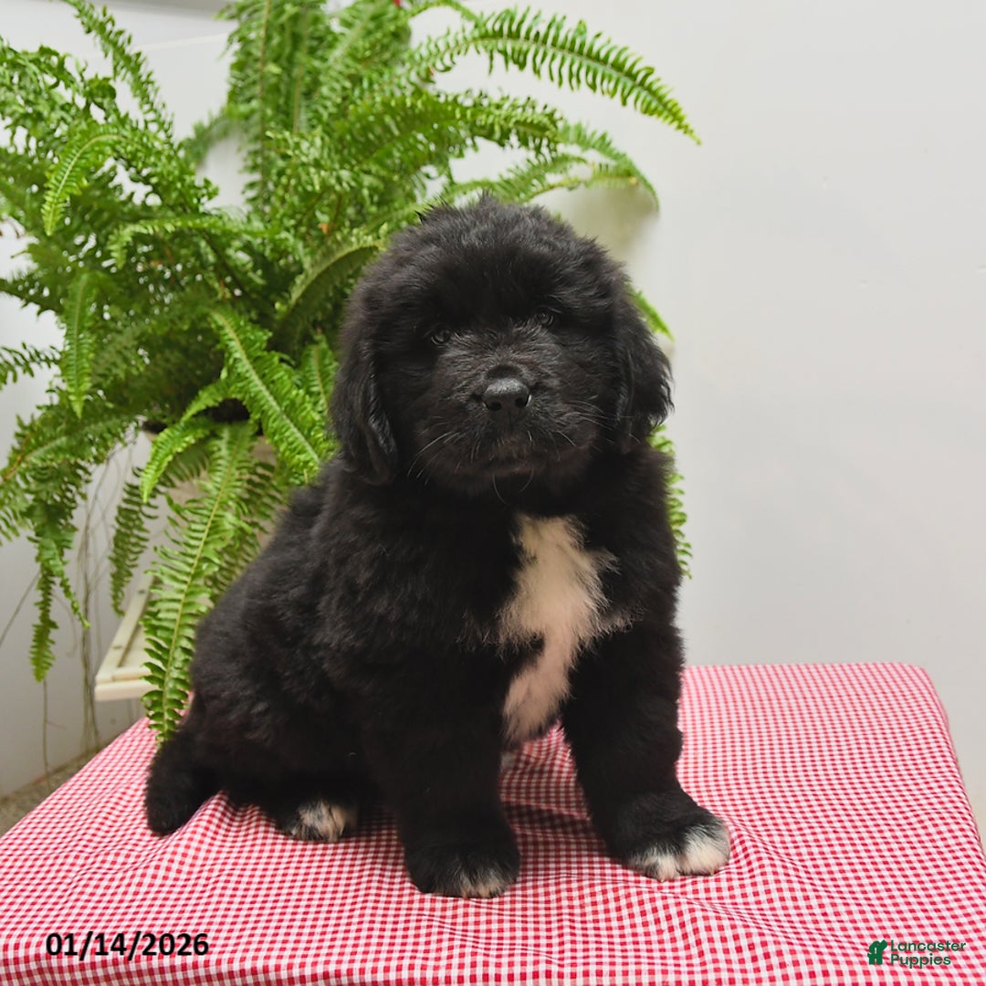 Newfoundland dogs for sale: Roger - Ad 1