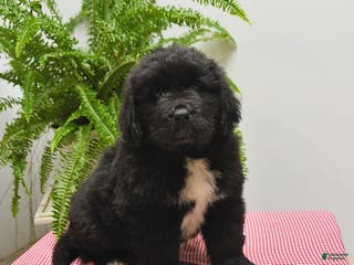 Newfoundland dogs Roger - Ad 4