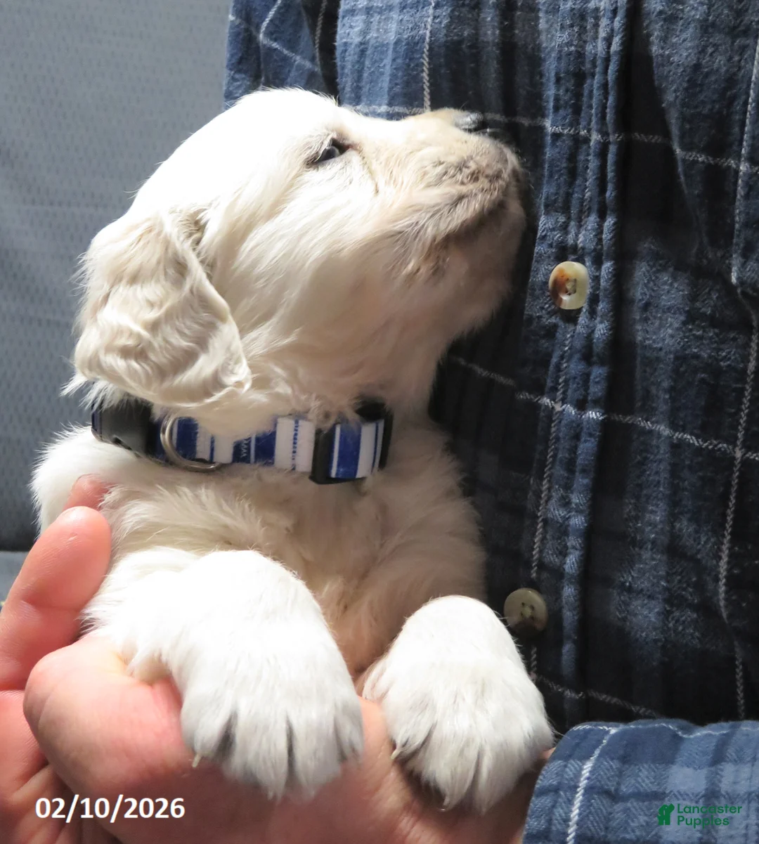 Golden Retriever dogs for sale: Gordie - Ad 8