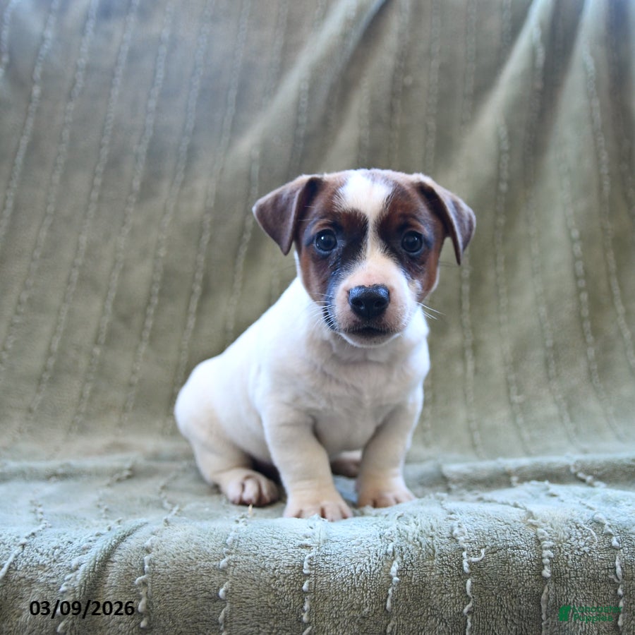 Jack Russell Terrier dogs Wayne - Ad 2