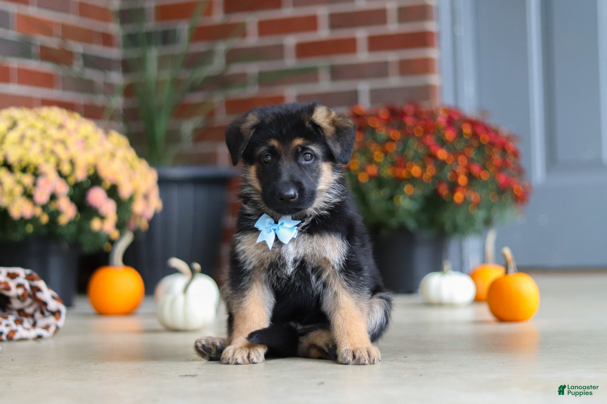 German Shepherd dogs Miles - Ad 2