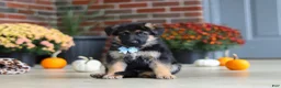German Shepherd dogs for sale: Miles - Ad 2