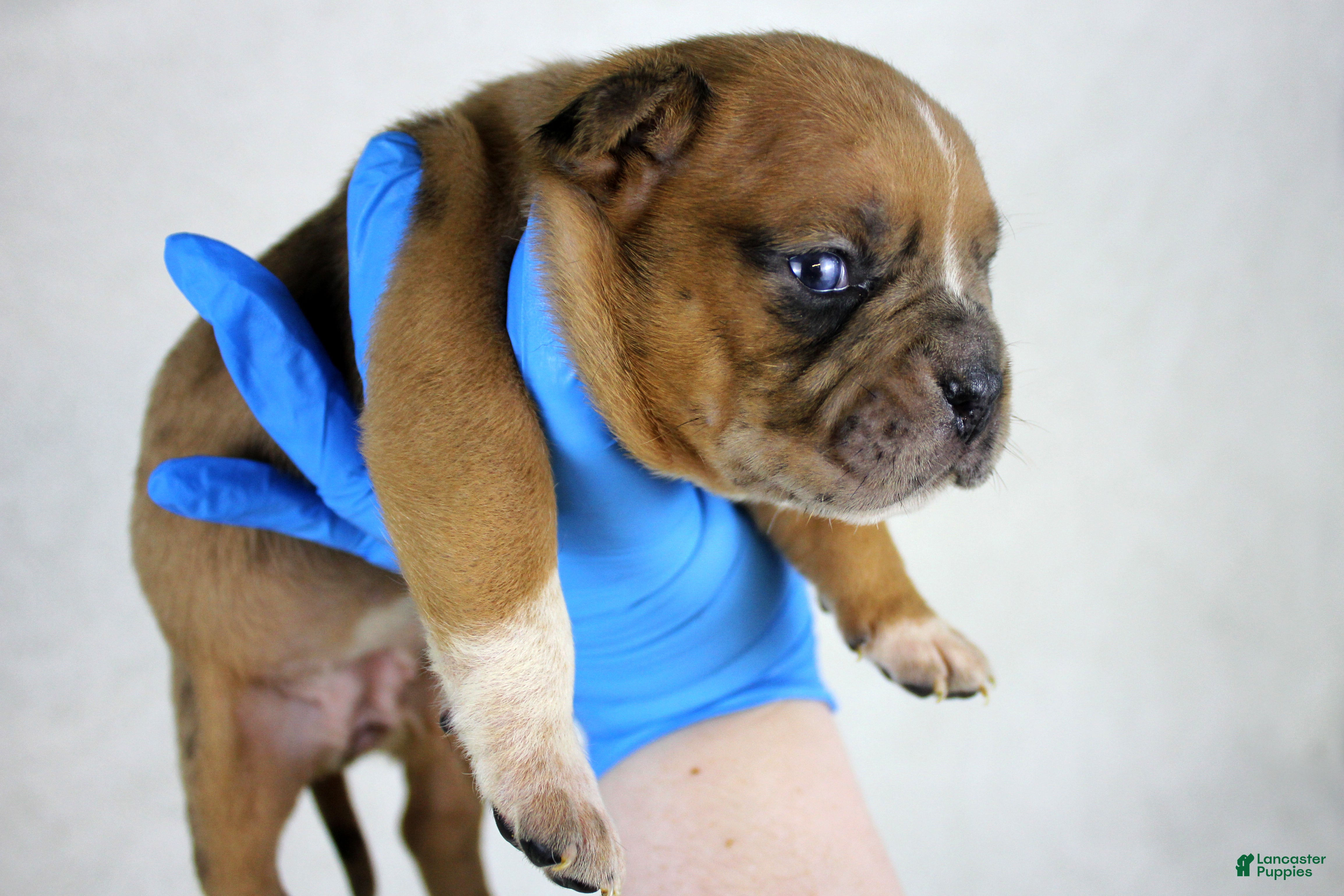 American Bully dogs Black Fawn Merle Female - Ad 35